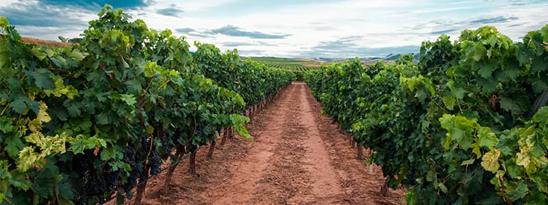 Diferencias entre un rioja y un ribera del duero